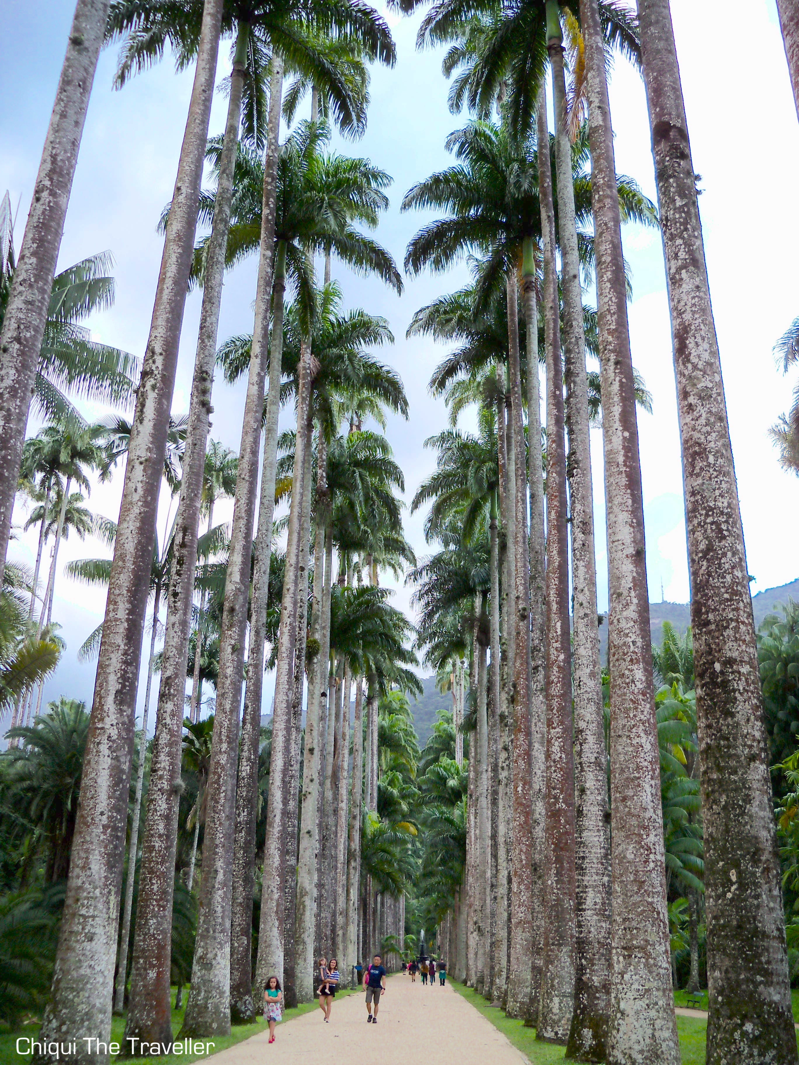 Paseo imperial palmeras Rio de Janeiro