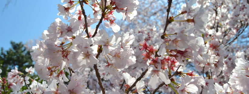 Imperial Palace Gardens sakura Tokio 8