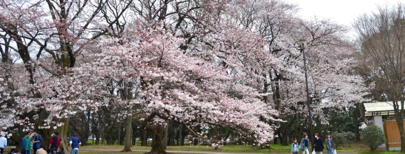 Kinuta parque Tokio sakura 7