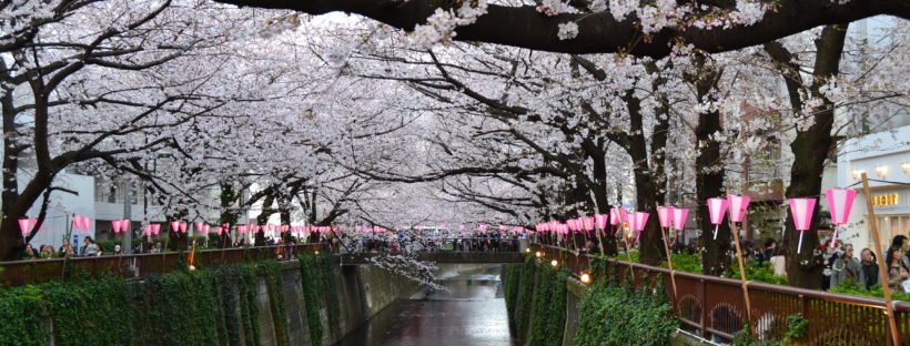 Meguro sakura Tokio 9