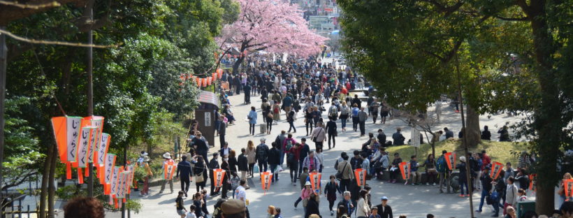 Ueno Tokio sakura