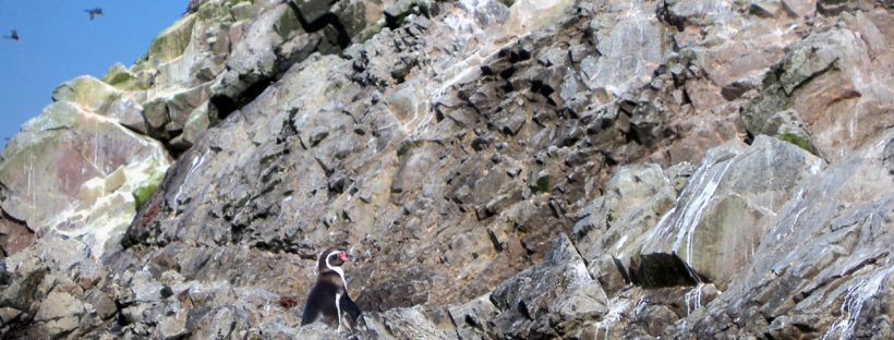 Pingüino Islas Ballestas Peru